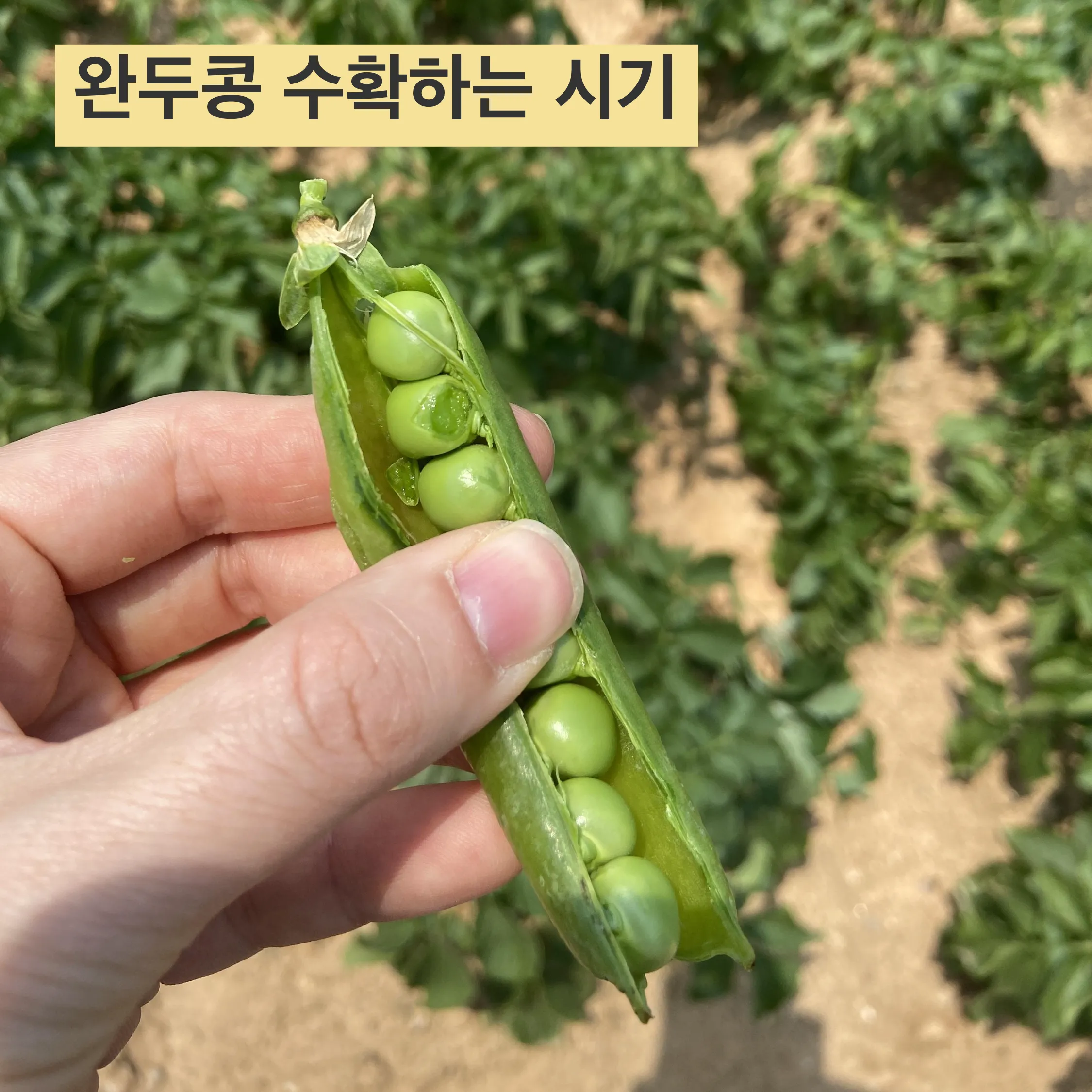 완두콩 수확시기 파종시기 삶는 법 재배법_6