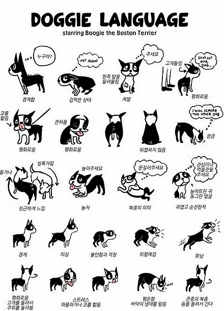 강아지 행동별 특징 의미 강아지 신호 해석 방법_6