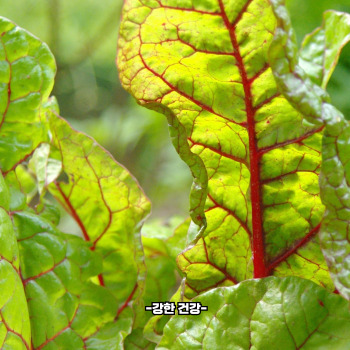 근대 보관법