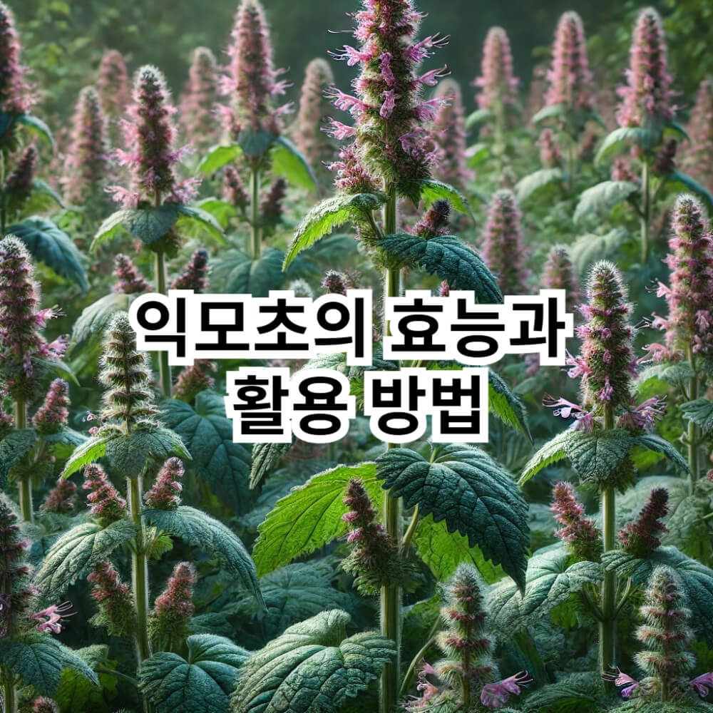 익모초의-모양-활용법