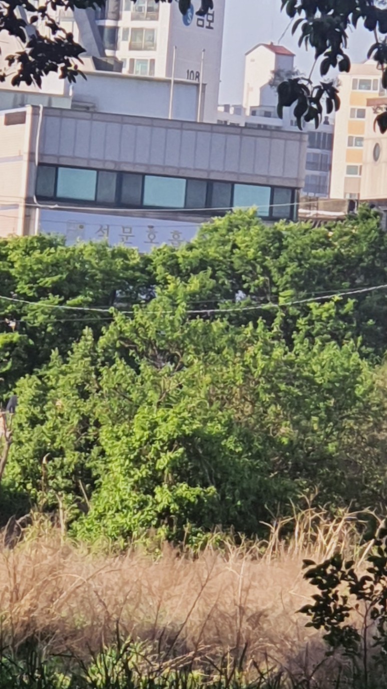 황성공원에서 석문호흡 도장이 보입니다. 

친근하게 느껴지는 부분입니다. 

공원에서 운동하시는 분들이 많이 있는데 석문호흡도 같이 하면 좋겠다는 생각을 항상 품고 있습니다. ^^