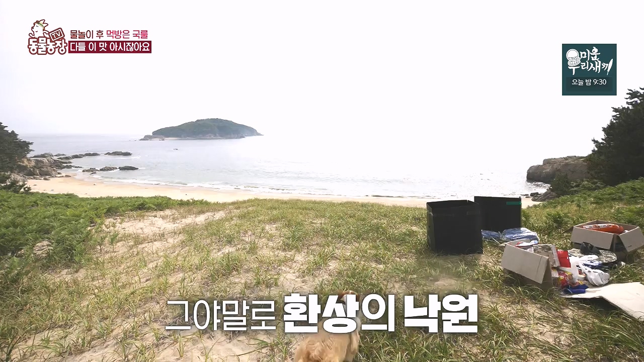 TV 동물농장.E1184.240812p-NEXT.mp4_20240811_172500.764.jpg