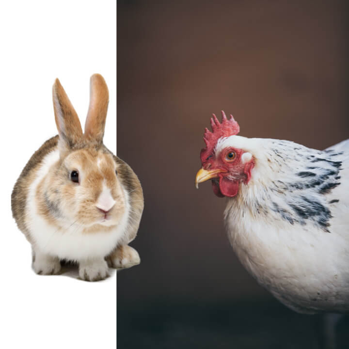 토끼와-닭이-서로-쳐다보고있다