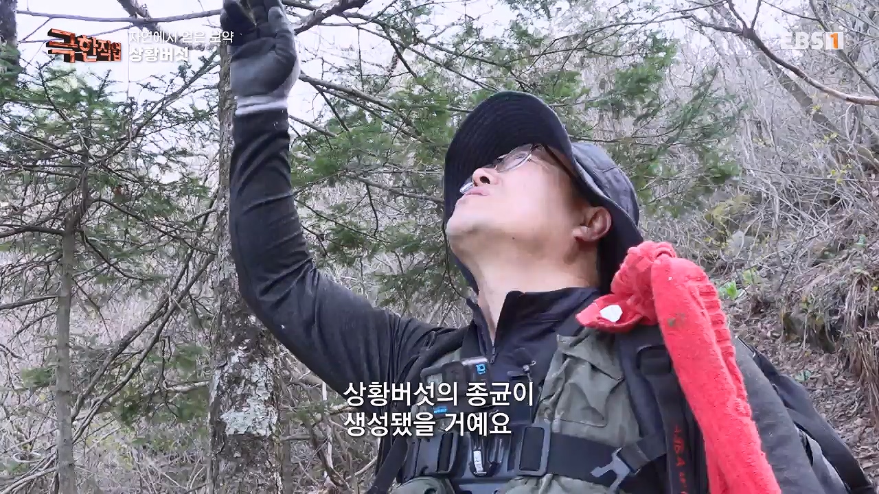 TV - 전 국민의 평생학교 EBS자연에서 얻은 보약, 상황버섯과 산나물, 쌍화차.mp4_20240615_172239.821.jpg