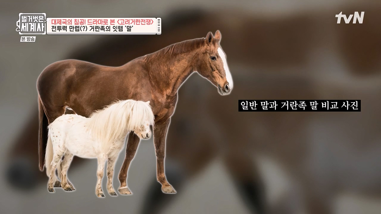 벌거벗은 세계사.E135.240124p-NEXT.mp4_20240717_203546.864.jpg