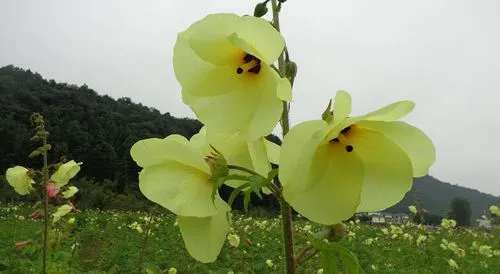 金花葵