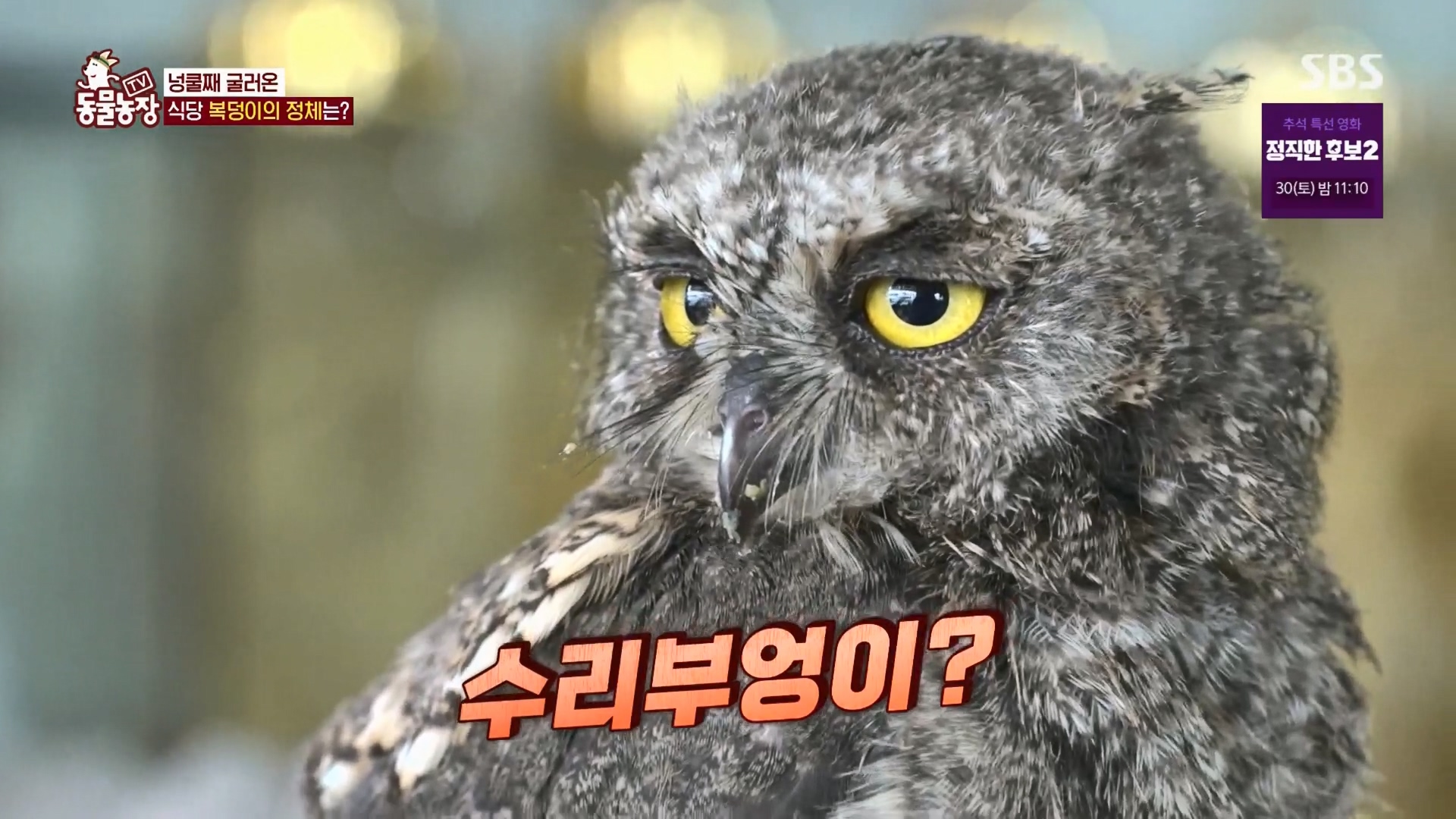 TV 동물농장.E1139.230924p.H264-F1RST.mp4_20230924_165948.836.jpg