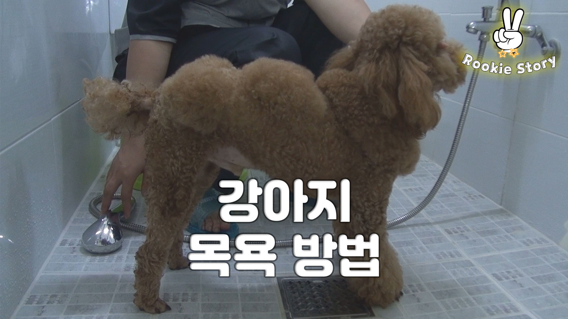  애견 셀프 미용 강아지 목욕시키는 방법