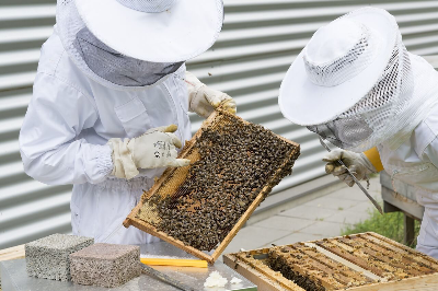 꿀을 수확하는 장면