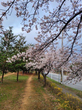 벚꽃 명소
