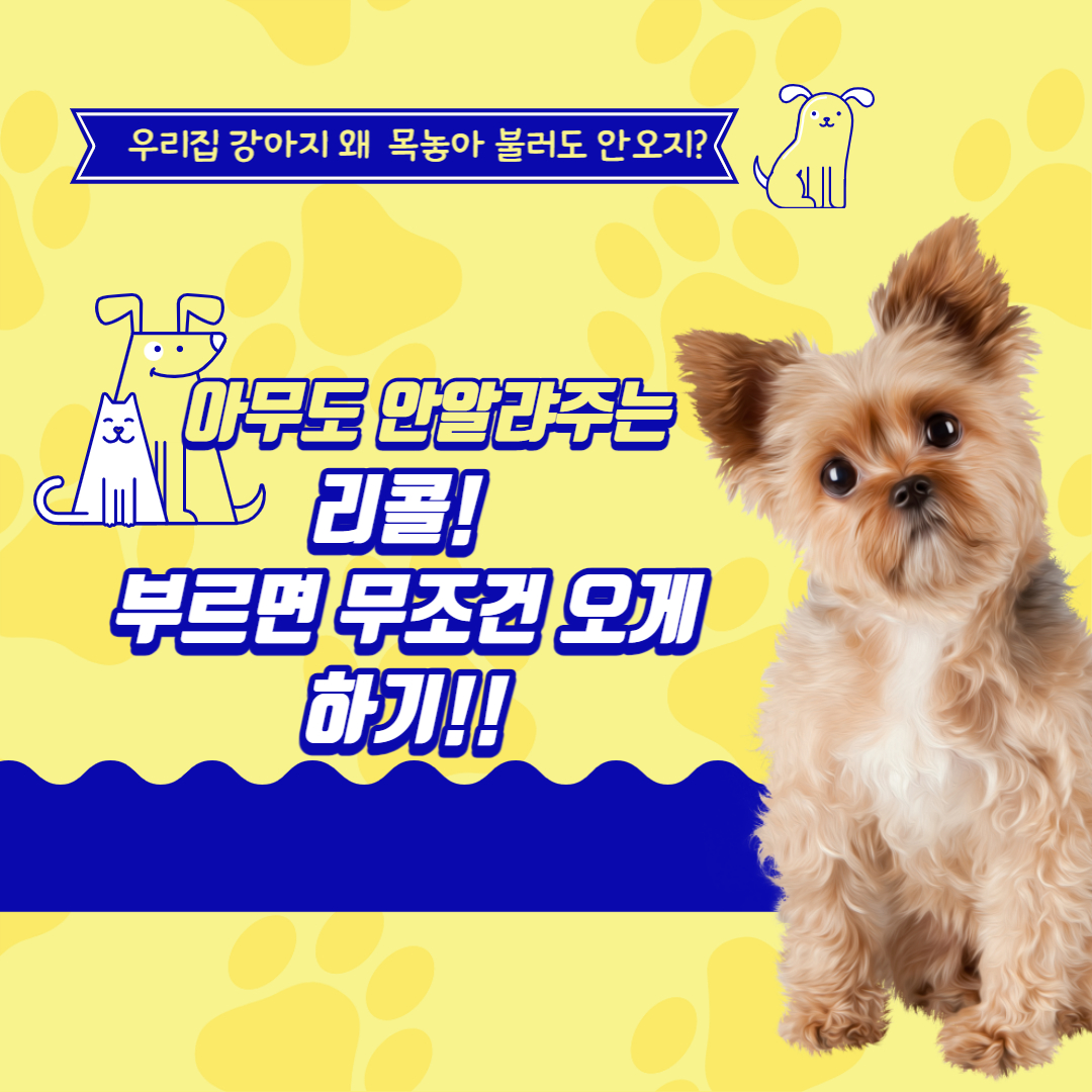  리콜!!!아무리 불러도 오지 않는 강아지 왜 그럴까?