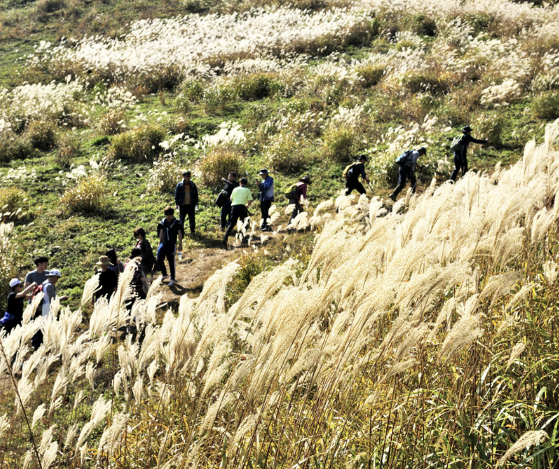 민둥산 억새꽃축제