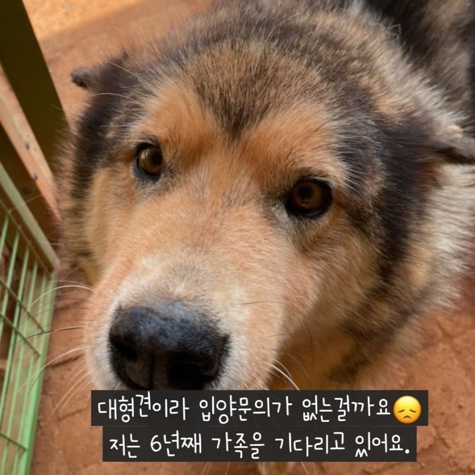순둥이 록키의 가족찾기 대형견 유기견입양 말라뮤트 2