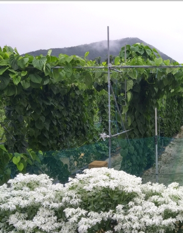  열매마 효능