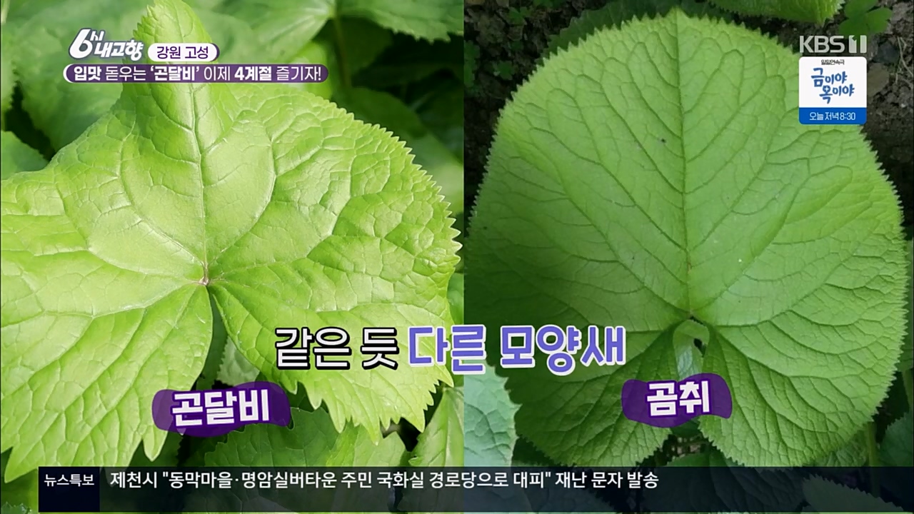 6시 내고향.E7756.230331p.H264-F1RST.mp4_20230331_203634.544.jpg