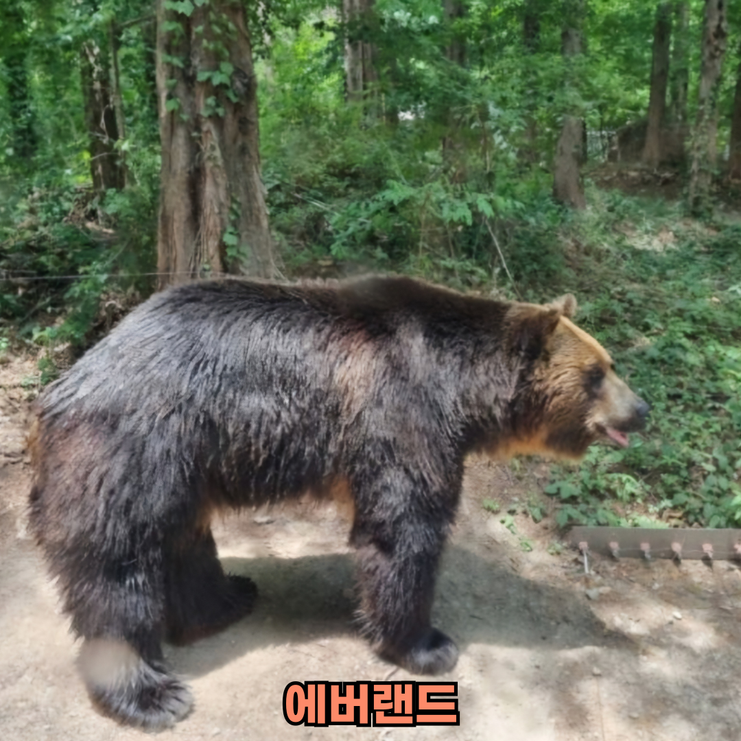 에버랜드 사파리 예약 방법과 튤립 축제 정보
