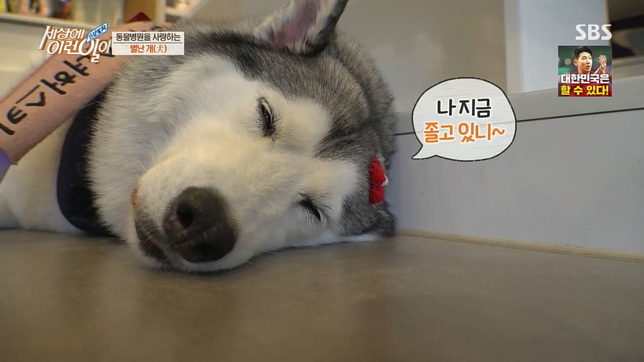 순간포착 세상에 이런일이.E1207.221130p.H264-F1RST.mp4_20221130_195659.165.jpg