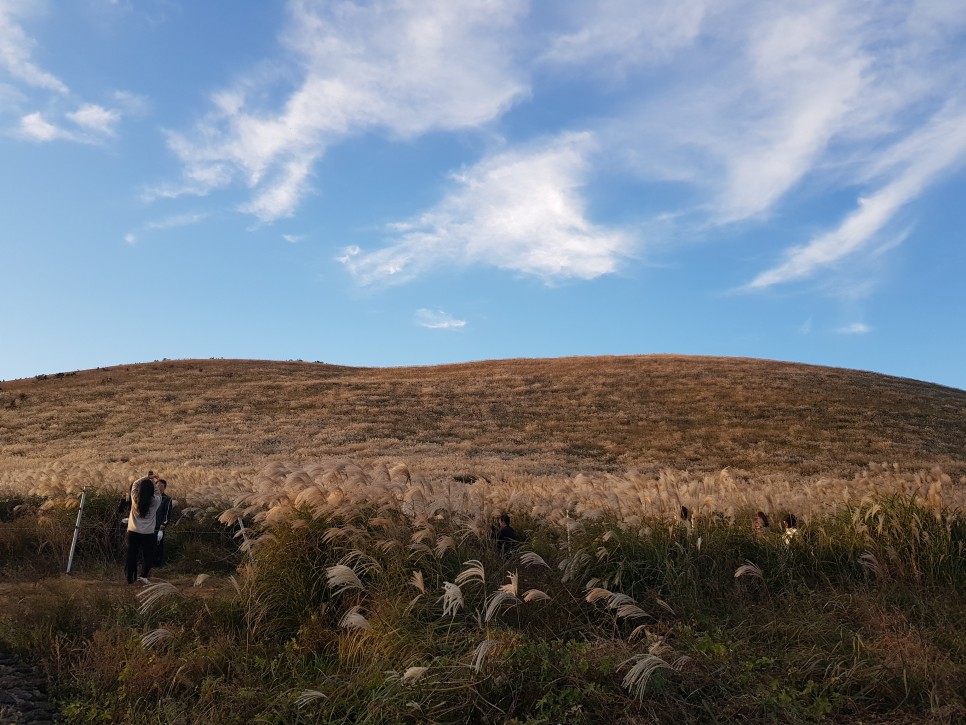 가족여행 저렴하게 대절 굿 제주도 승합차 투어 10
