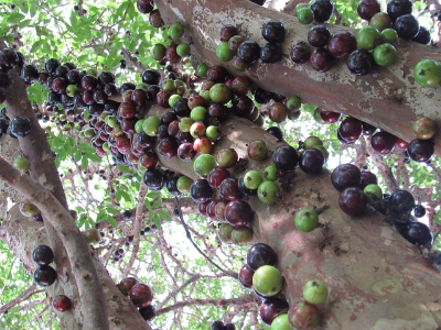 자보티카바 나무