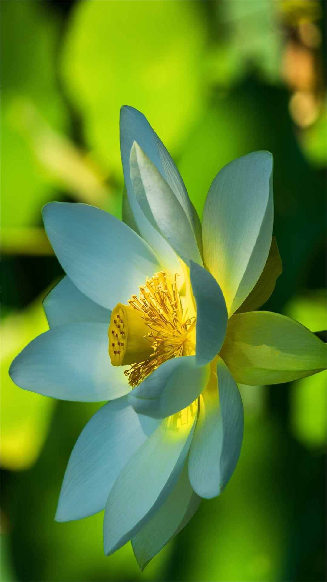 Lotus Flower iPhone Wallpaper