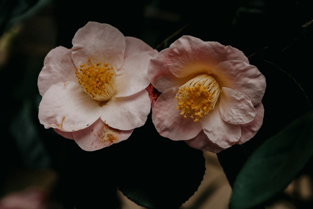 Camellia