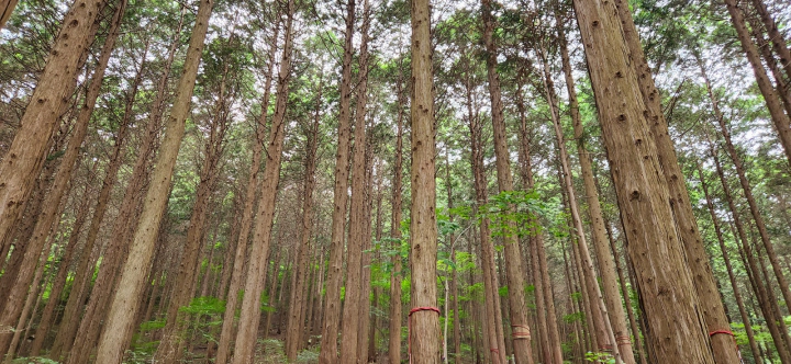 장성 치유의숲 250만 그루 편백나무 숲. 축령산 편백나무 숲속 피톤치드 샤워.