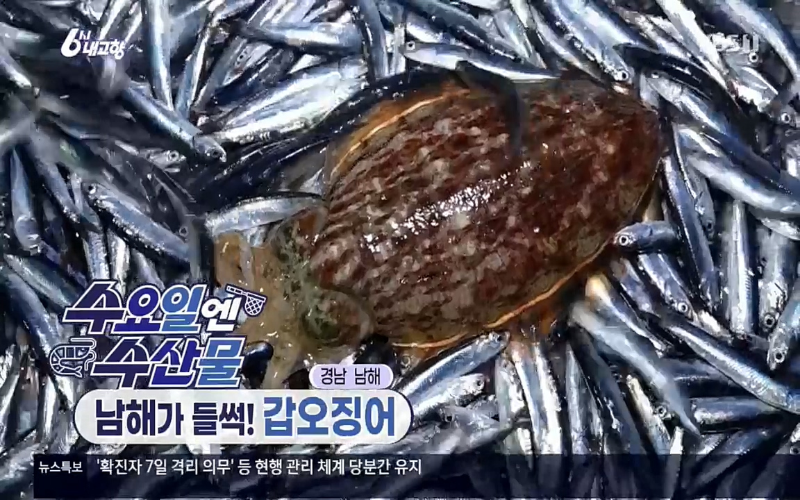 6시 내고향.E7530.220512p.H264-F1RST.mp4_20220516_185348.555.jpg