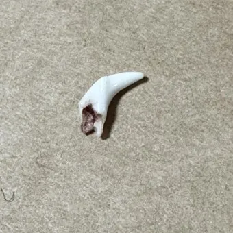 메타인산나트륨 정의 주요기능 안전성_15