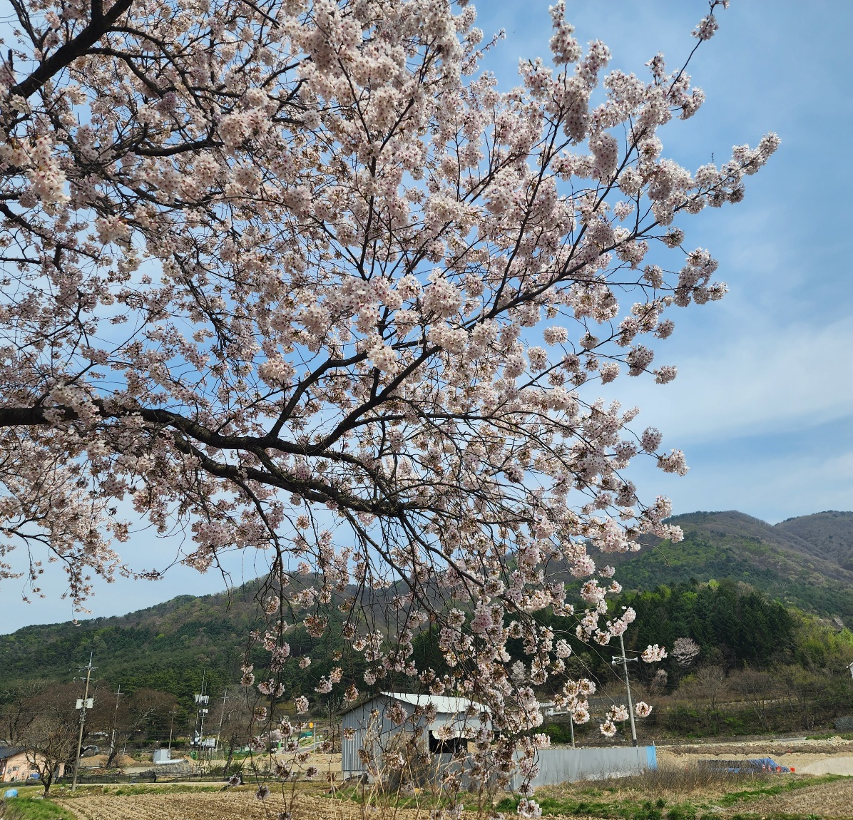 경주-암곡-벚꽃나무-터널