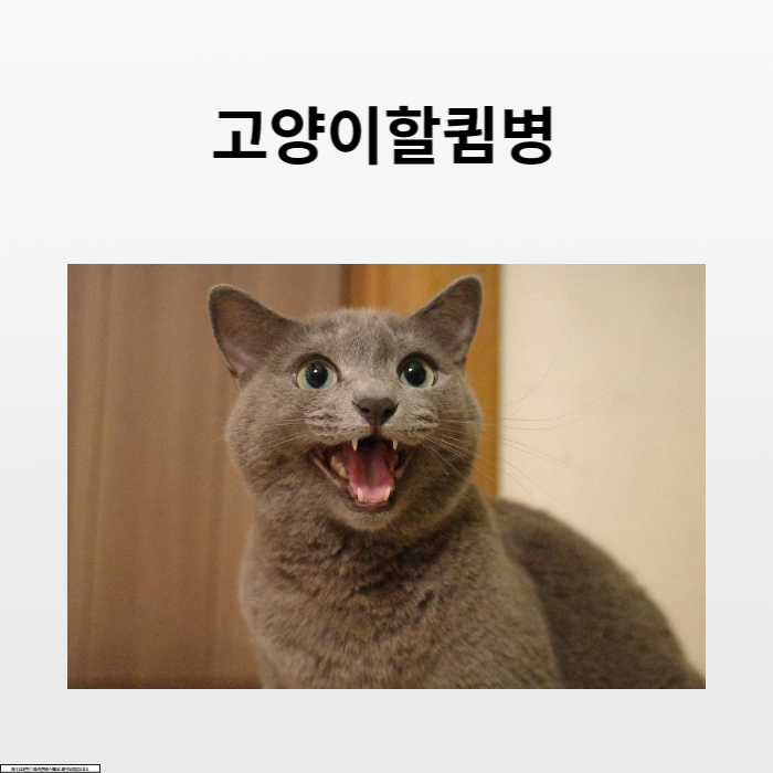 고양이할큄병
