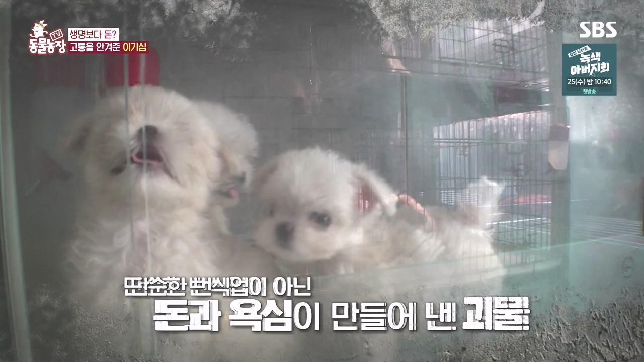 TV 동물농장.E1142.231023p-NEXT.mp4_20231022_174018.518.jpg