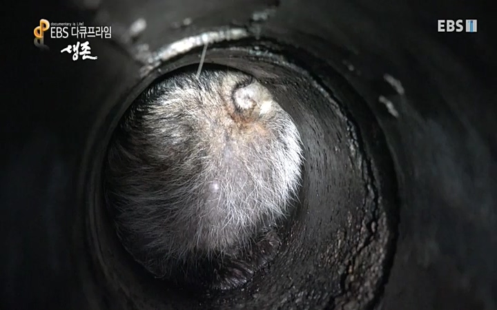 EBS 다큐프라임_ 220628.avi_20220629_210215.136.jpg