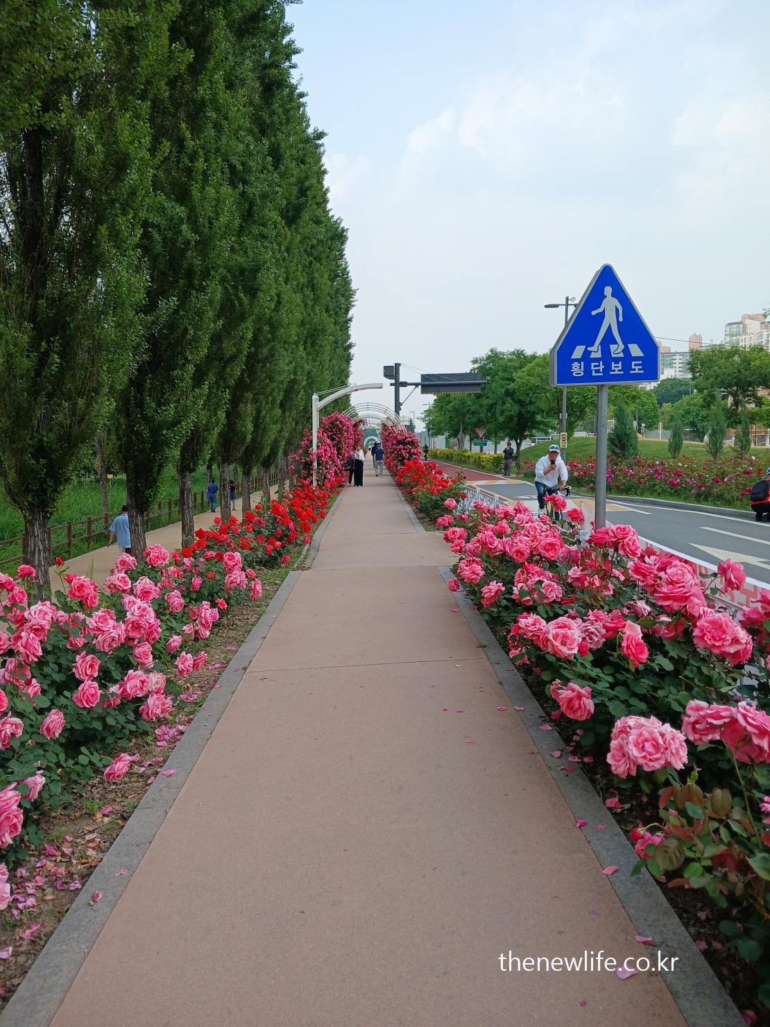 Walking and cycling path surrounded by roses in Gwangnaru Hangang Park, Seoul – ideal for belly fat reduction-서울 광나루 한강공원의 장미길 자전거 도로 – 뱃살 빼기에 좋은 산책로