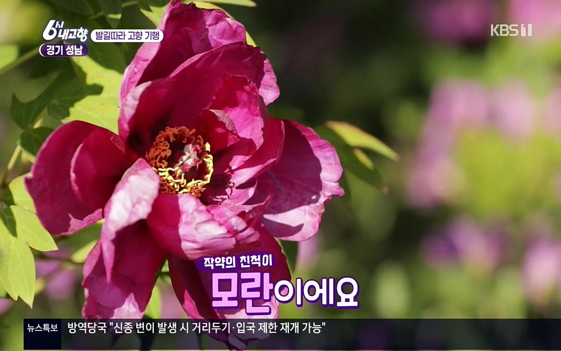 6시 내고향.E7530.220512p.H264-F1RST.mp4_20220516_191231.259.jpg
