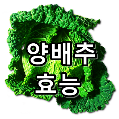  양배추 효능