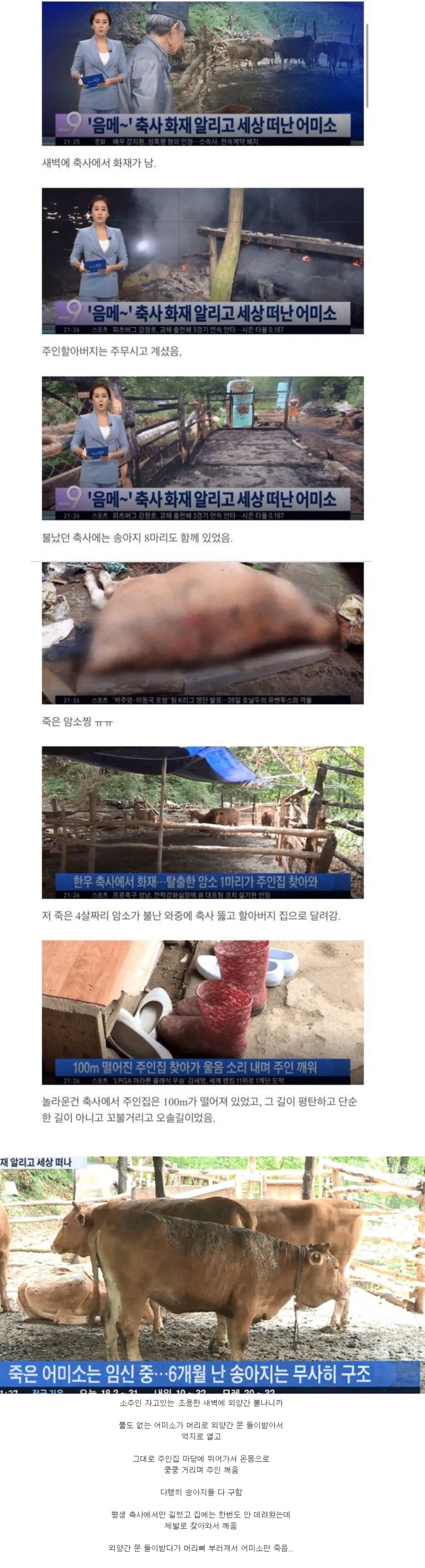  축사 화재 알리고 세상 떠난 어미소의 모성애