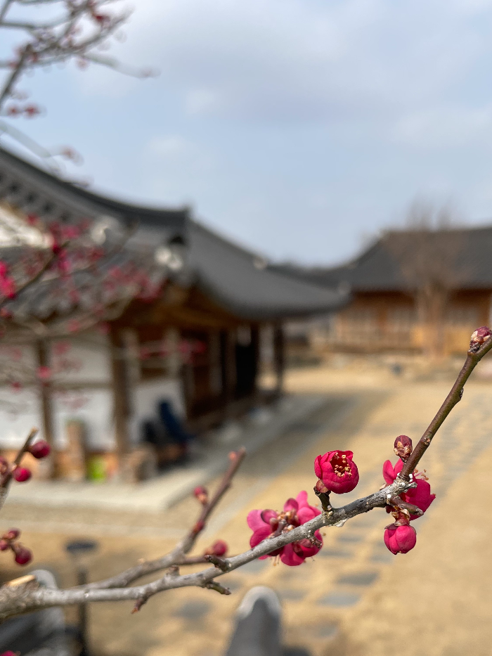  초연당 원앙홍매 개화 소식