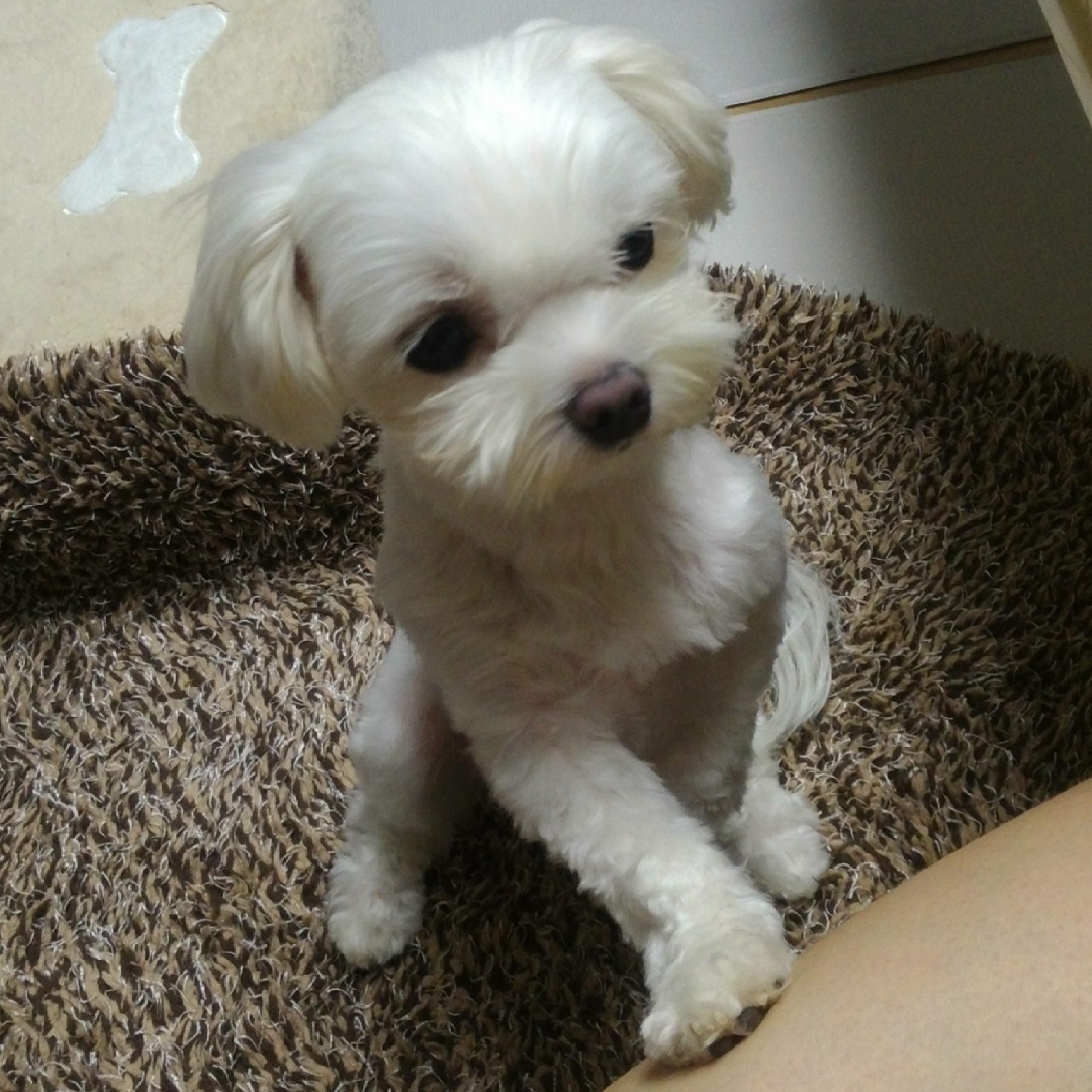 내 강아지 말티즈 3