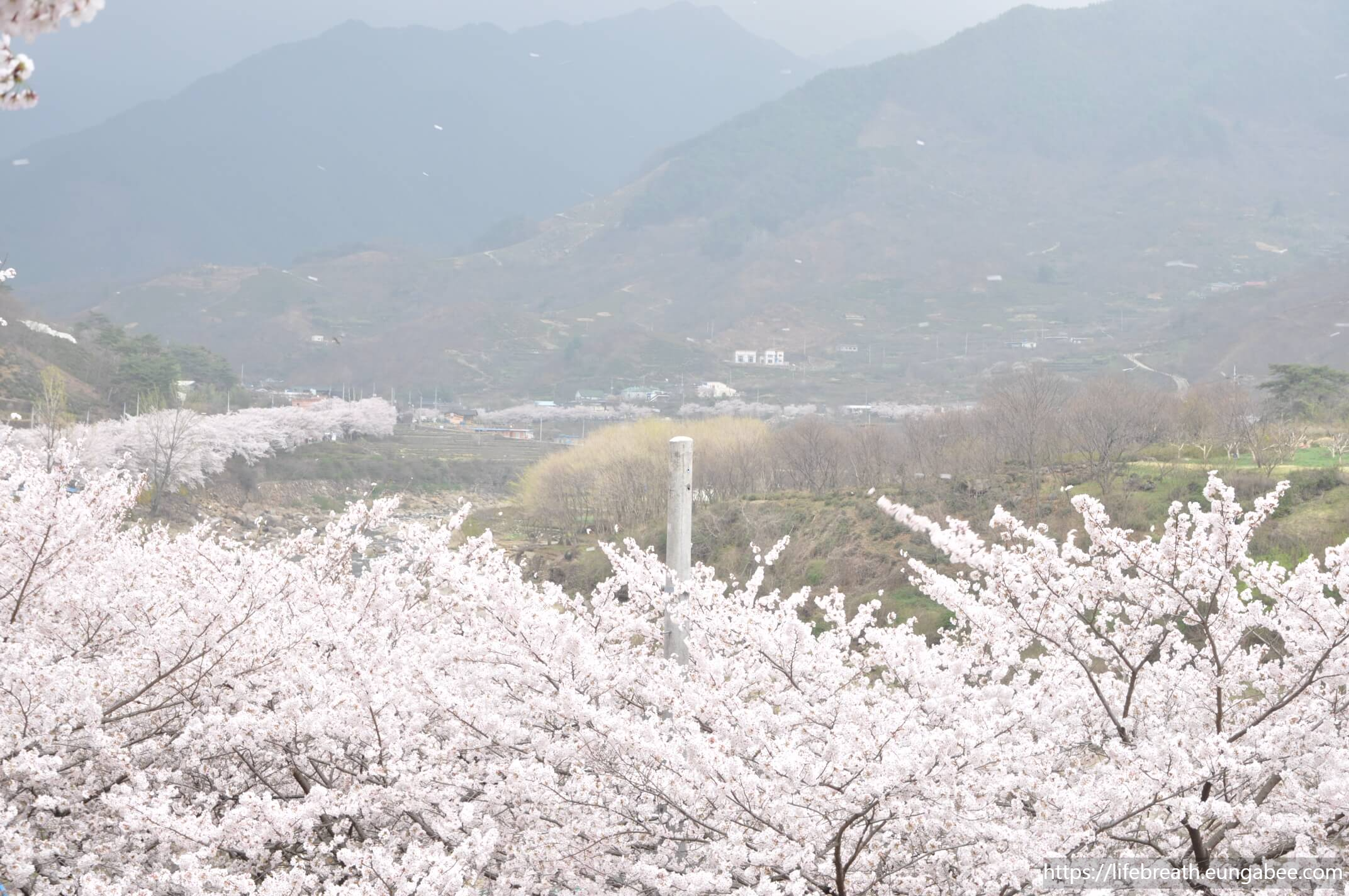 하동 십리벚꽃길 축제