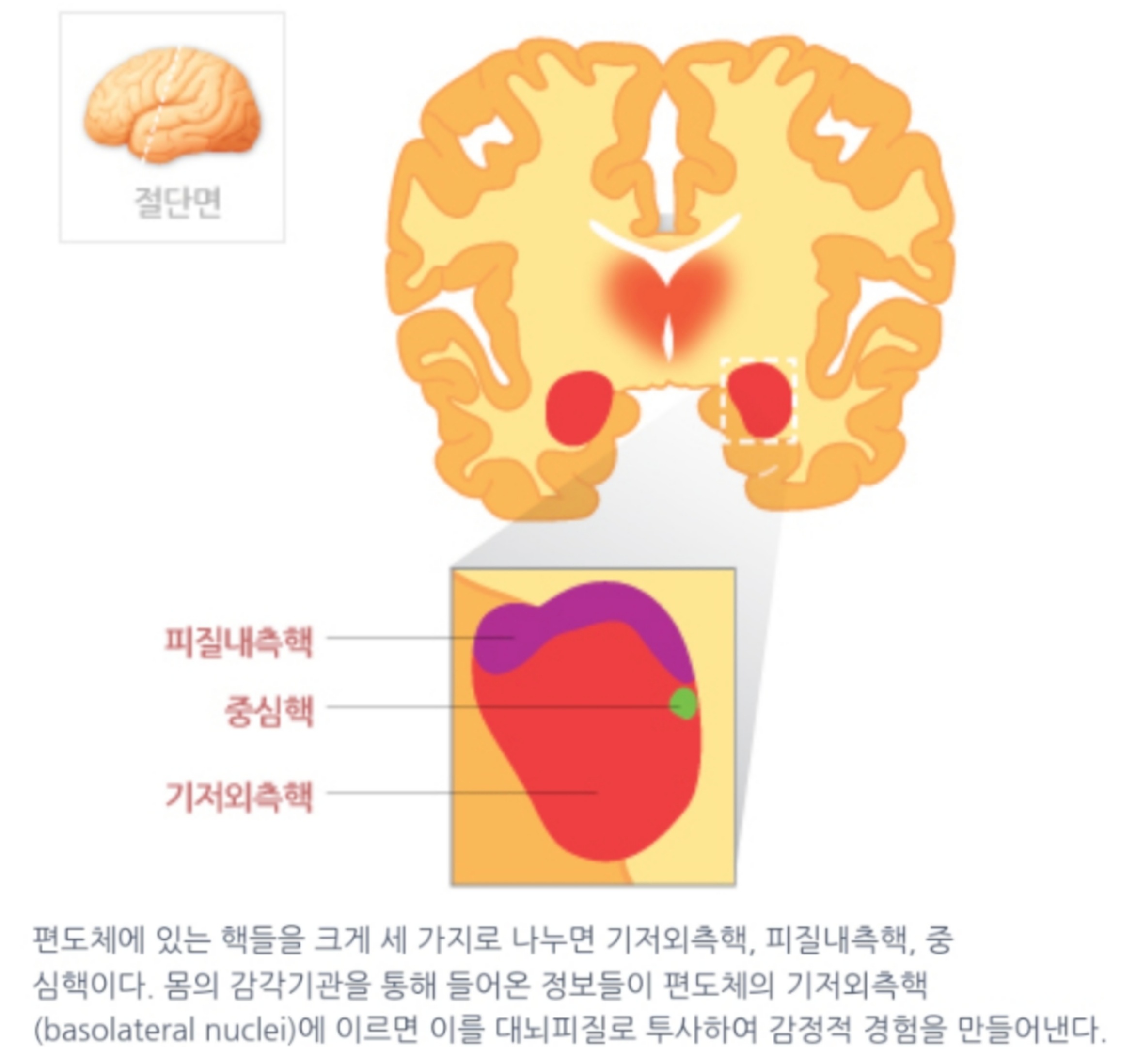 편도체의 주요 핵 세가지(글 강윤정, 그림 차귀령)