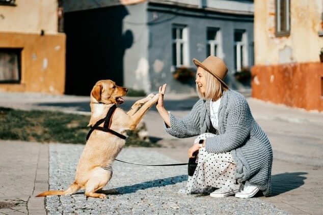 강아지 지능순위 , 뜻밖의 높은 지능의 견종 , 99% 공감 이야기 :: 타잔과 킹콩