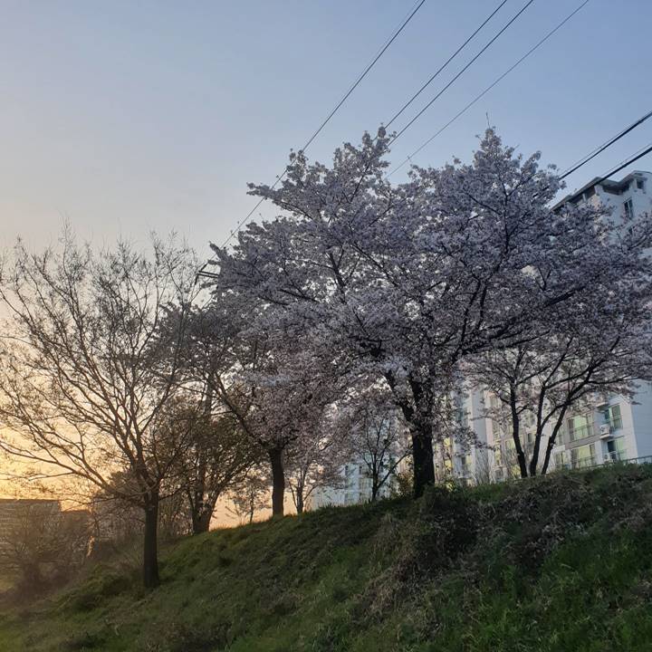 전주-벚꽃-명소-전주천-천변-벚꽃길-산책로