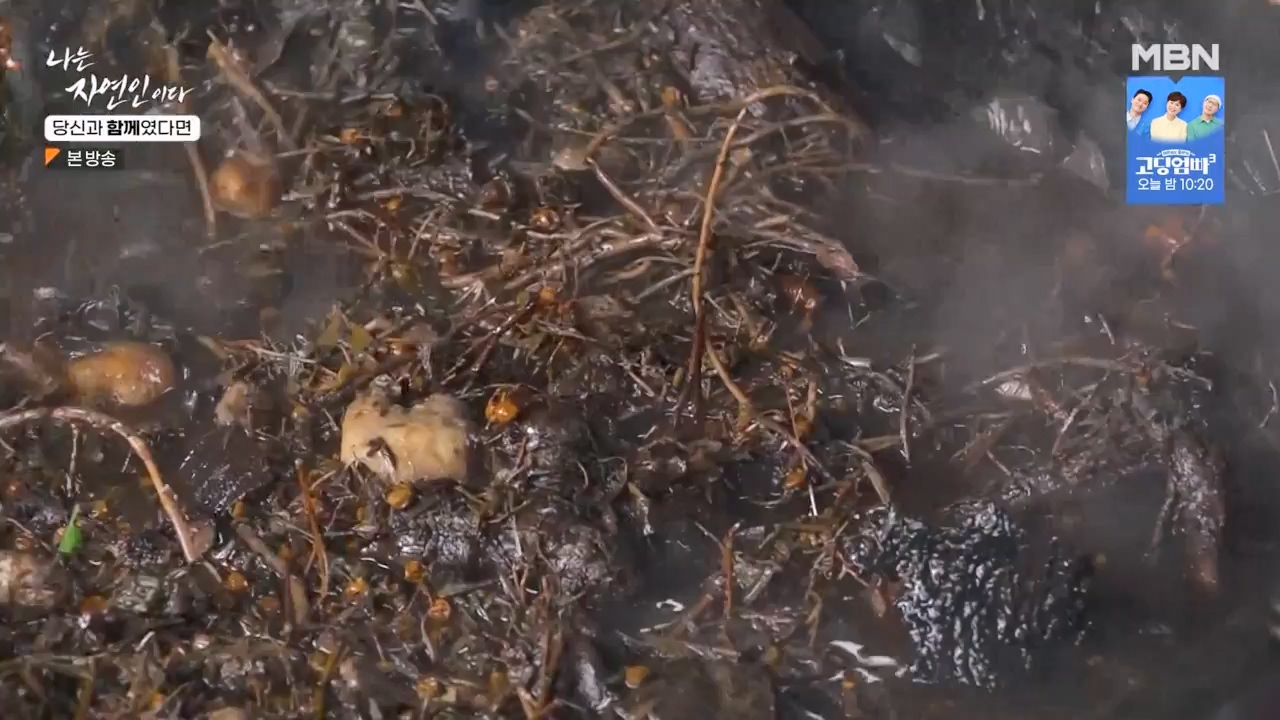 나는 자연인이다.E556.230532p-NEXT.mp4_20230601_201505.711.jpg