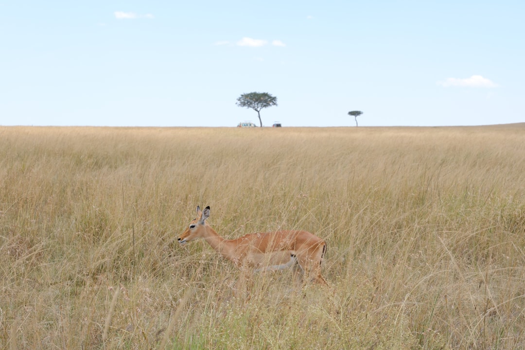 conservation