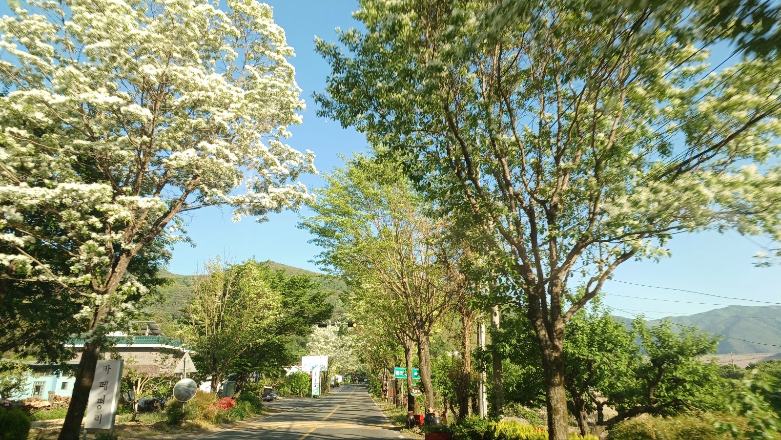 밀양댐 생태공원 가는길 이팝나무길