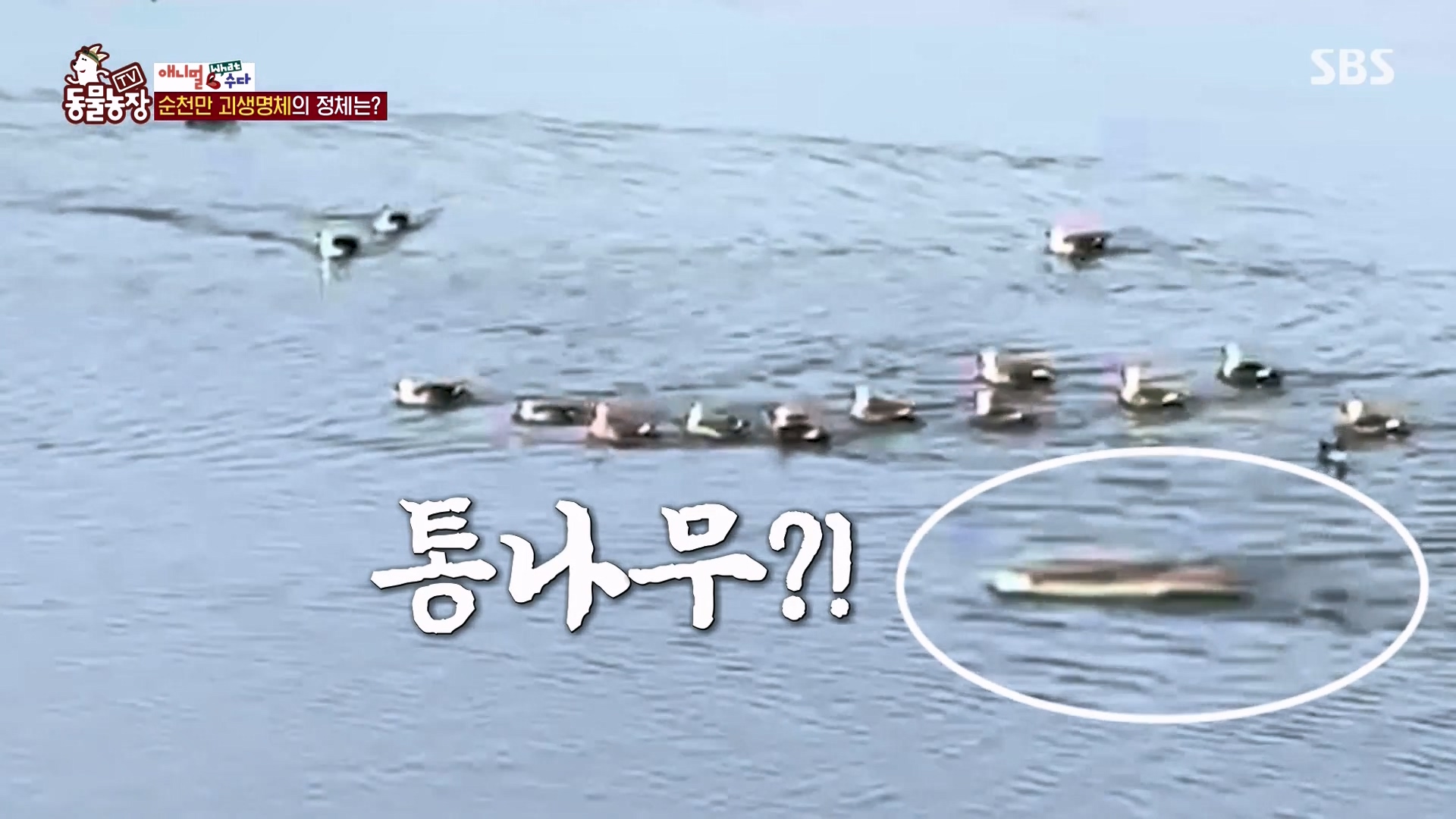 TV 동물농장.E1164.240324p-NEXT.mp4_20240324_170348.416.jpg