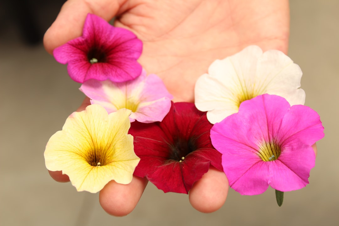 Petunia