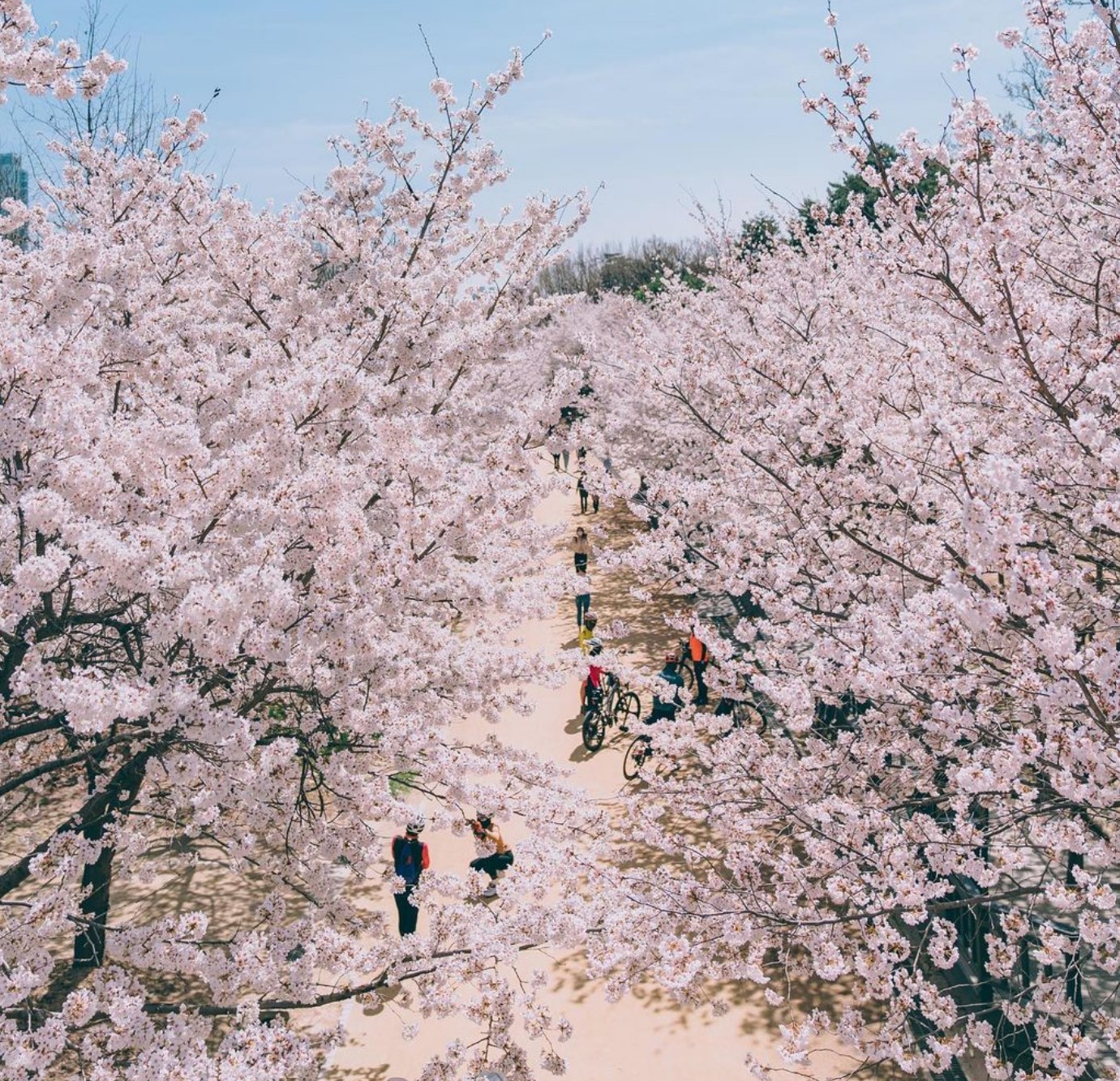 서울숲-벚꽃-사진