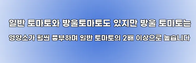  일반 토마토와 방울토마토도 있지만 방울 토마토는 영양소가 훨씬 풍부하며 일반 토마토의 2배 이상으로 높습니다