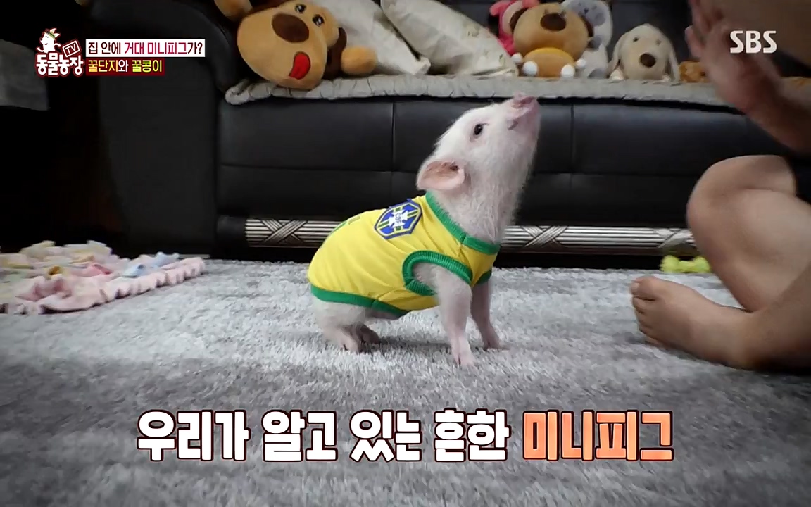 TV 동물농장.E1080.220732p-NEXT.mp4_20220731_174221.370.jpg